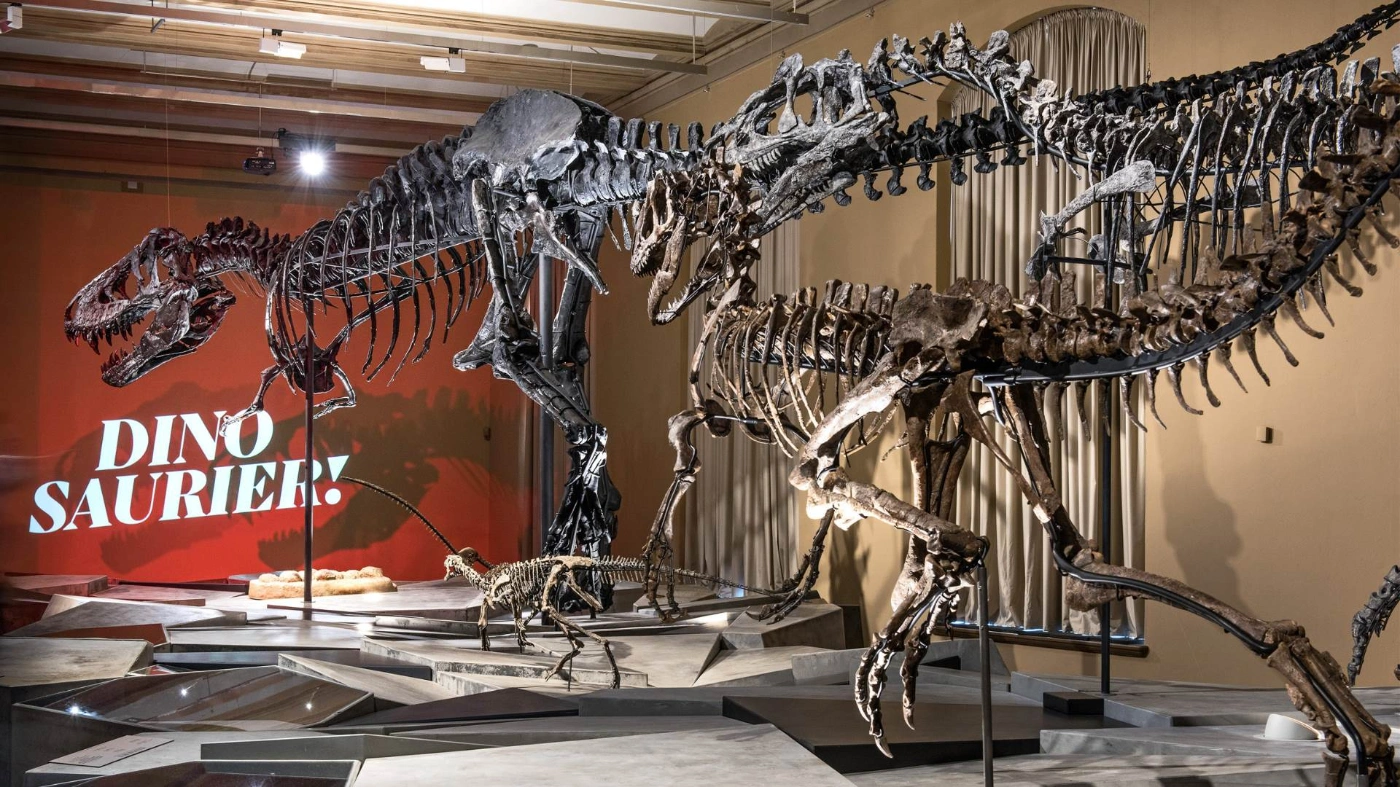 Das riesige Skelett eines Dinosauriers im Naturkundemuseum ist zu sehen.