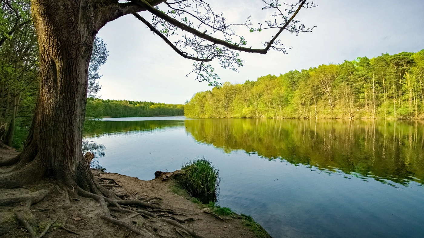 Zu sehen ist der Blick auf die Krumme Lanke. Im Vordergrund steht ein alter und verwurzelter Baum.