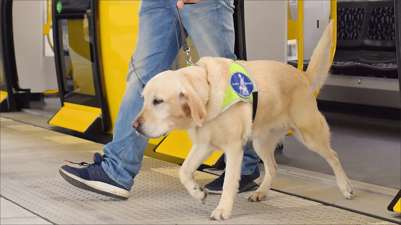 Ein cremefarbender Blindenhund läuft aus einer stehenden U-Bahn. Er wird von einer Person an der Leine gehalten. 