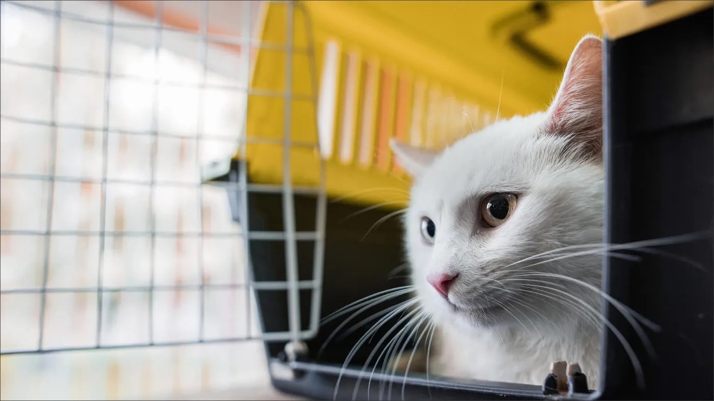 Eine weiße Katze guckt aus einem offenen Transportkorb heraus. 