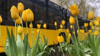 Hinter gelben Tulpen ist ein BVG-Bus zu sehen.