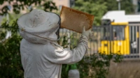 Imker erntet BVG-Honig auf dem Betriebshof Lichtenberg